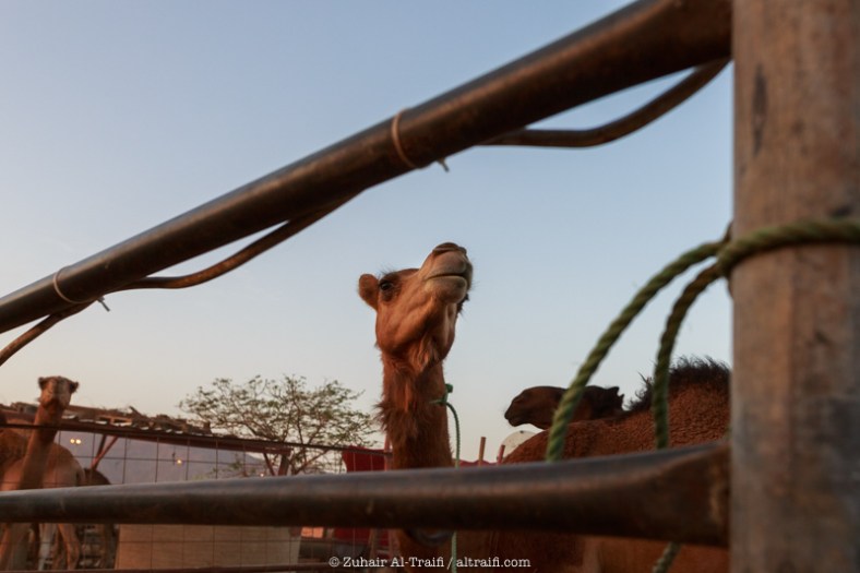 zuhair_altraifi_photography-8178