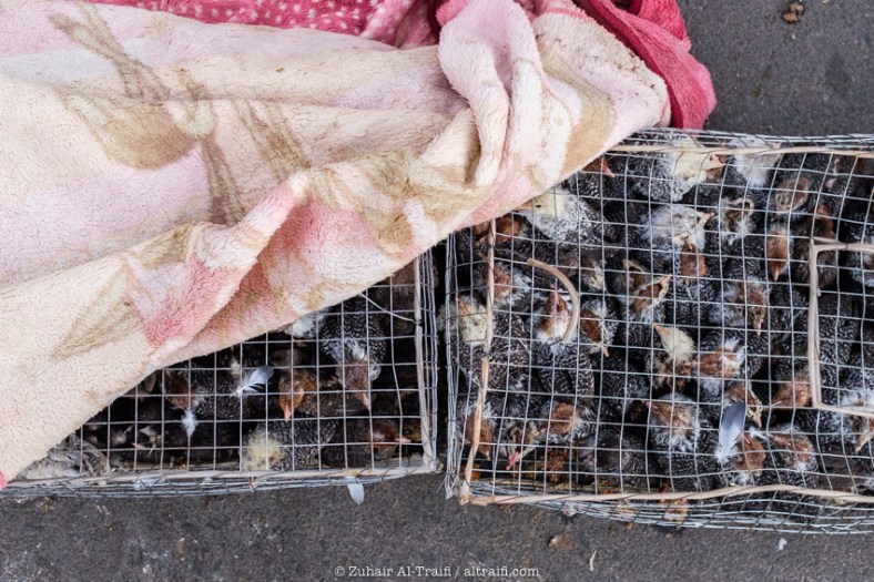 zuhair_altraifi_photography-8005